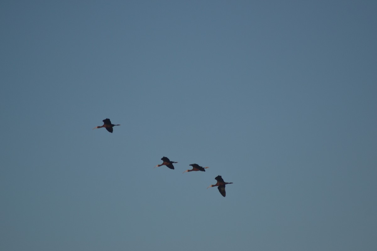 White-faced Ibis - ML644991076