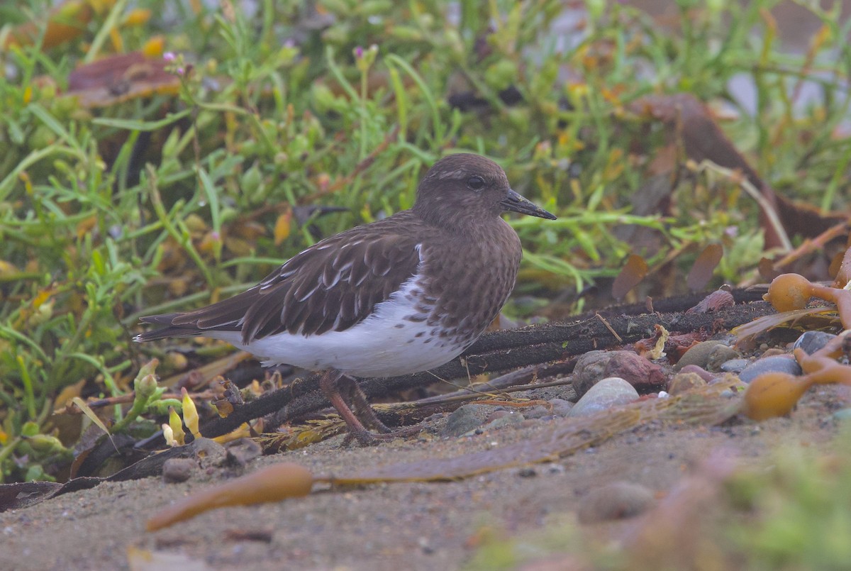 Black Turnstone - ML644991078