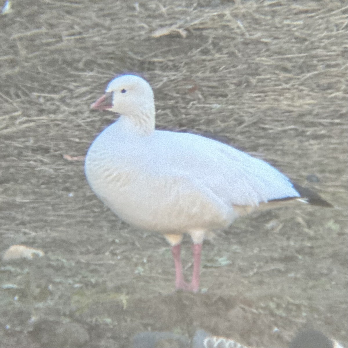 Ross's Goose - ML644991085