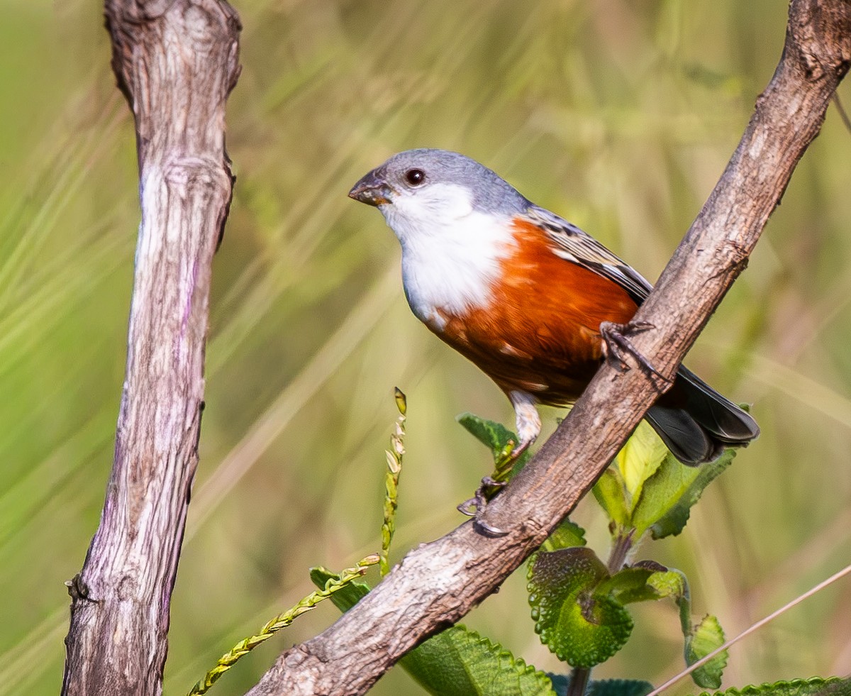 Marsh Seedeater - ML644991095
