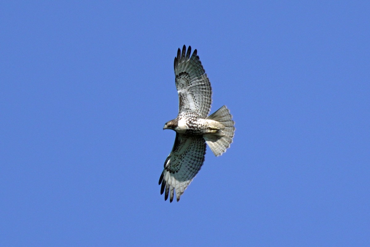 Red-tailed Hawk - ML644991096