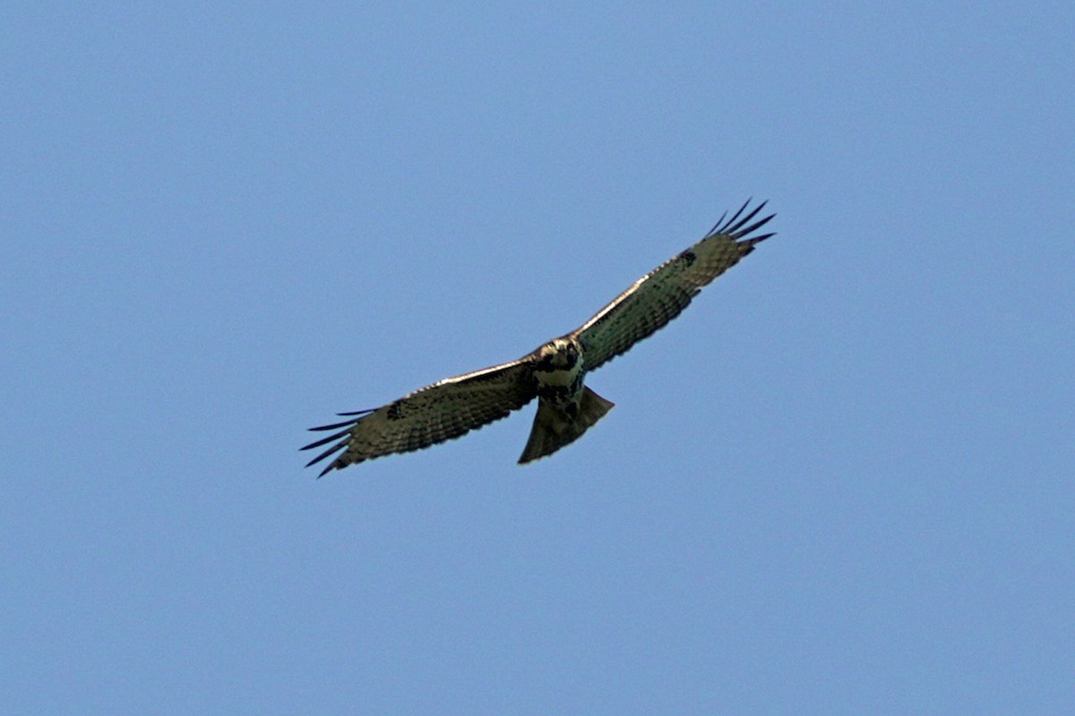 Red-tailed Hawk - ML644991097
