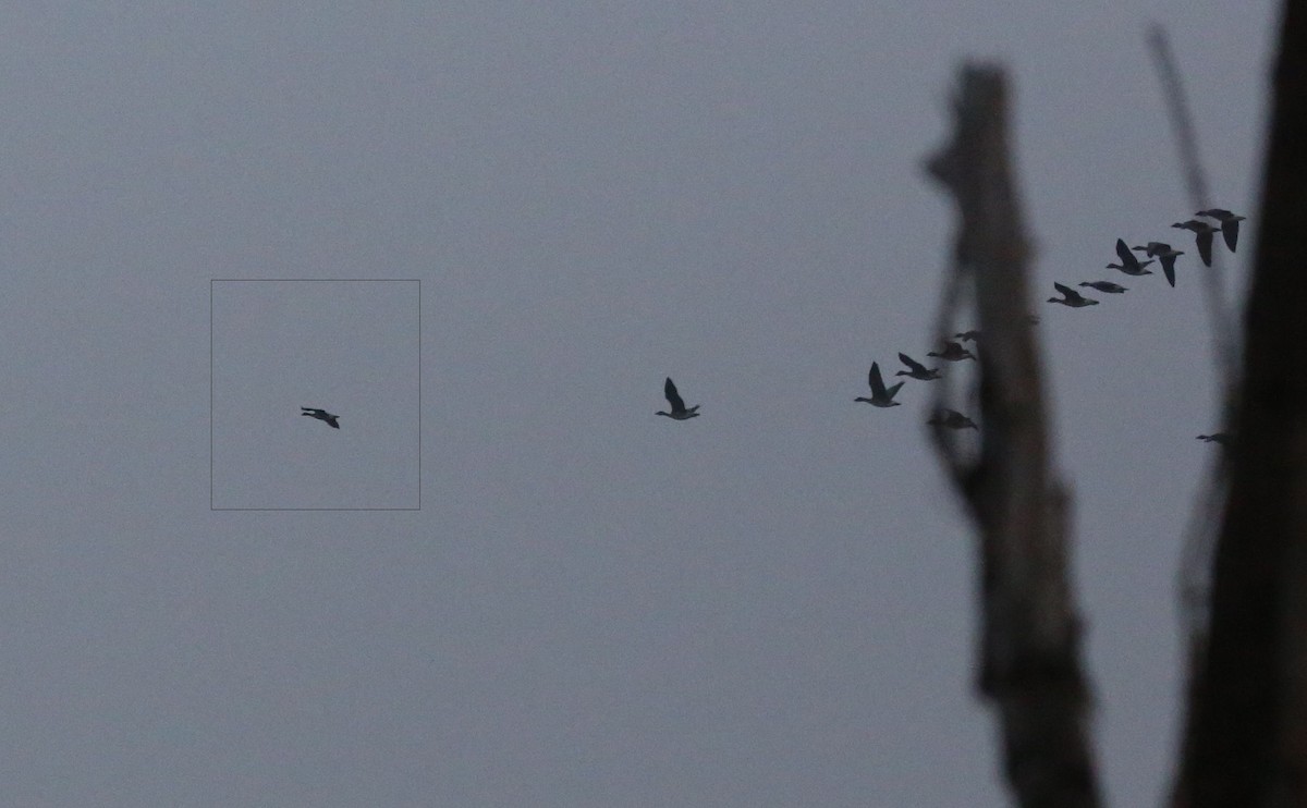 Küçük Sakarca - ML644991100