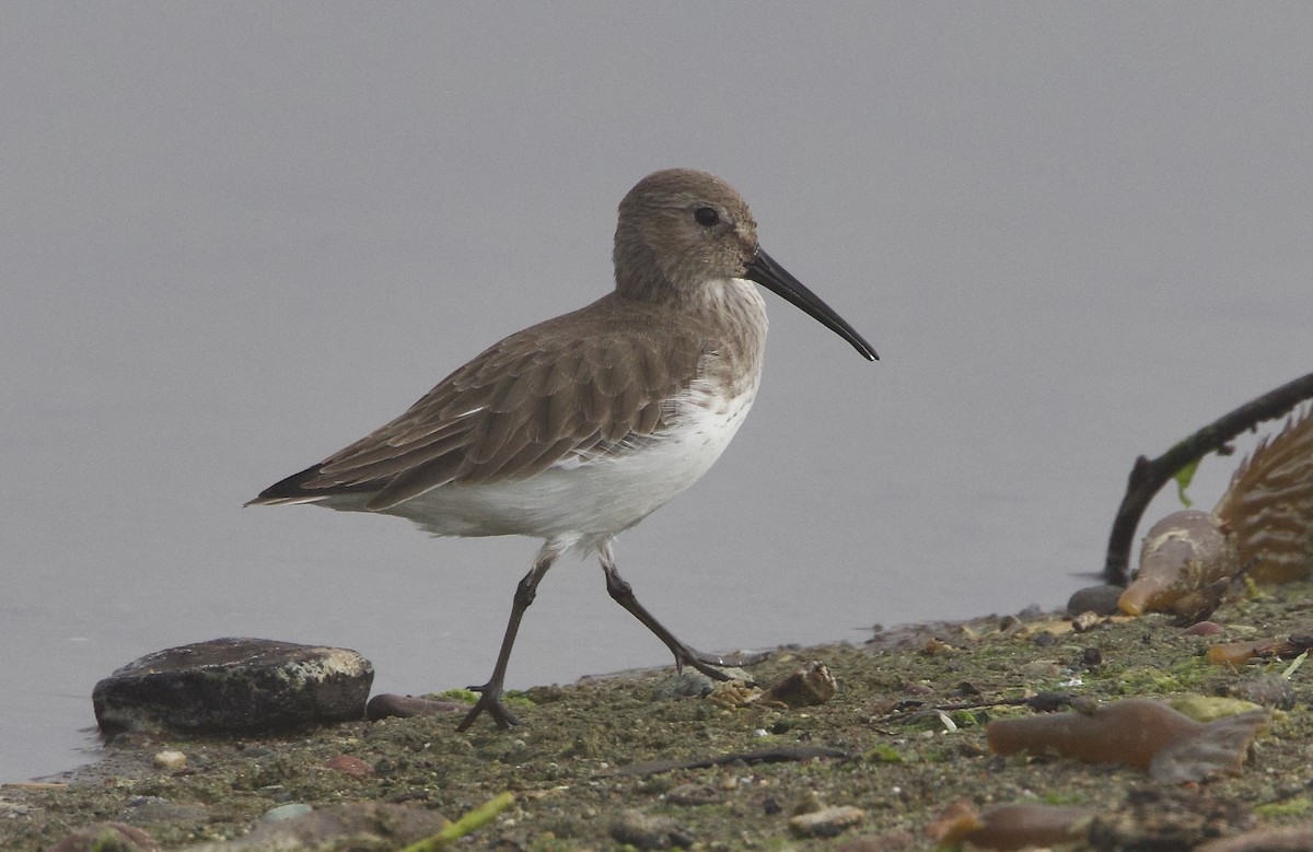 Dunlin - ML644991103