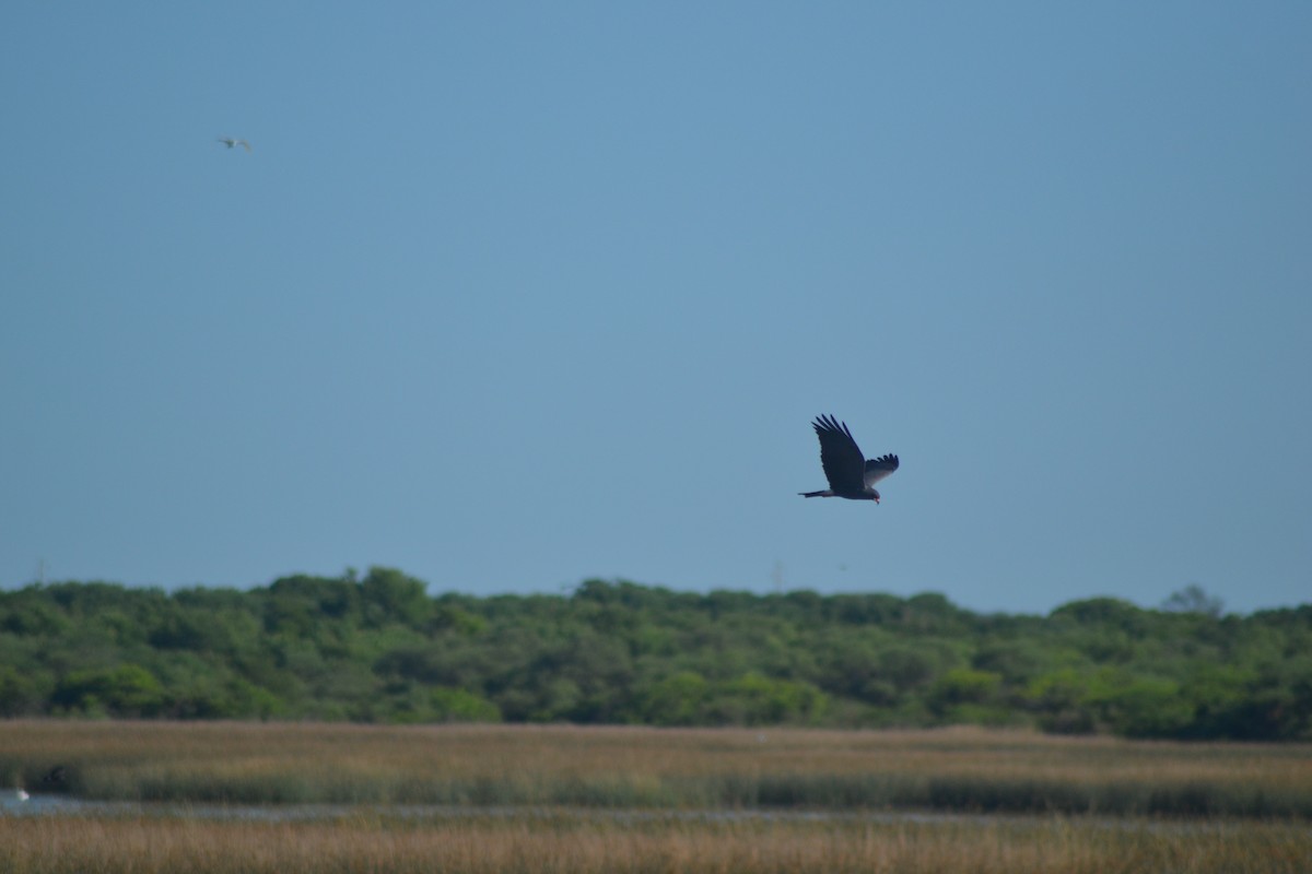 Snail Kite - ML644991114