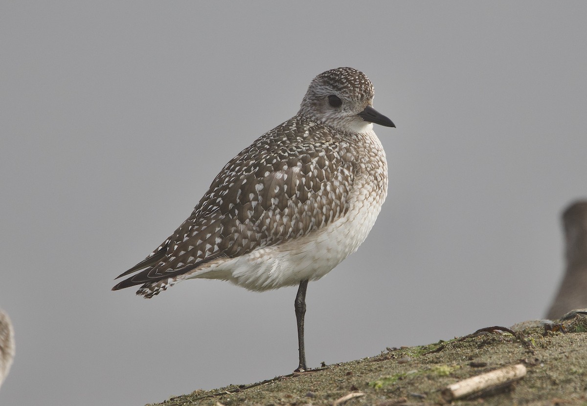 Black-bellied Plover - ML644991120