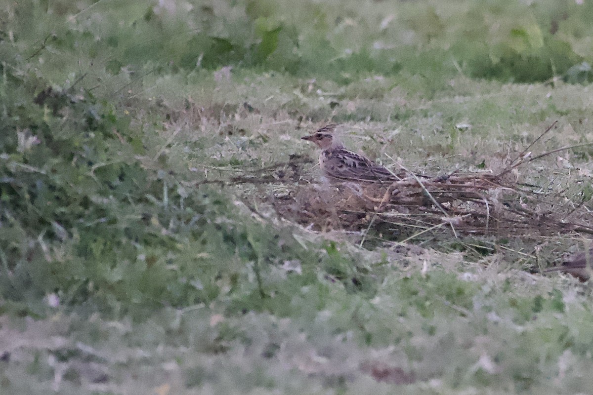 Oriental Skylark - ML644991124