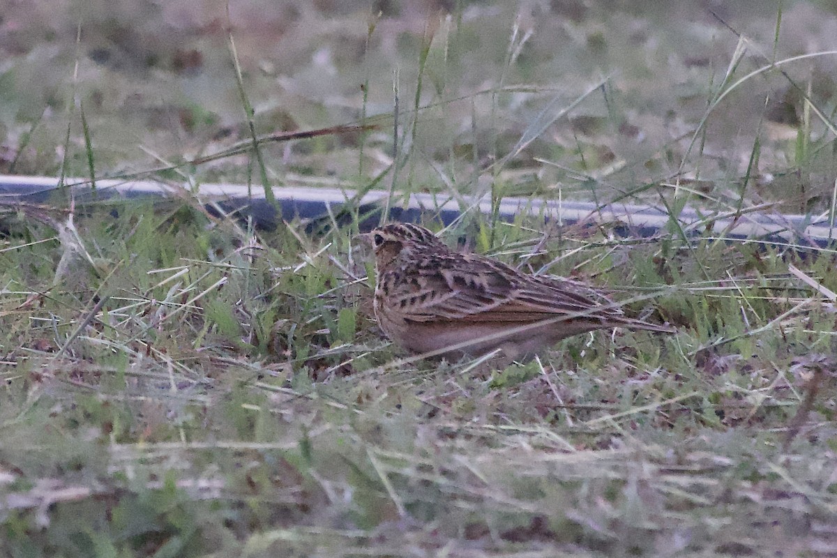 Oriental Skylark - ML644991125