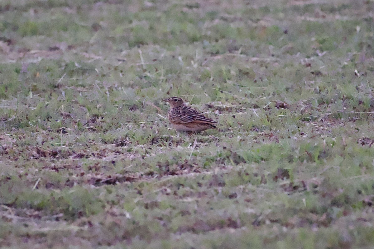 Oriental Skylark - ML644991126
