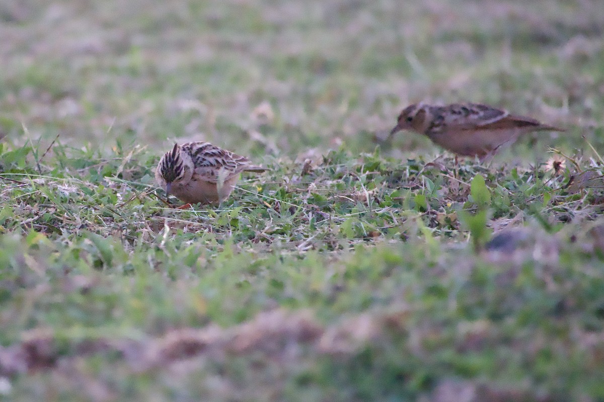 Oriental Skylark - ML644991129