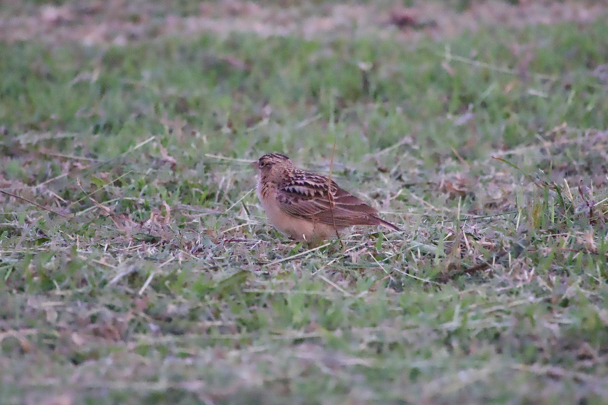 Oriental Skylark - ML644991130