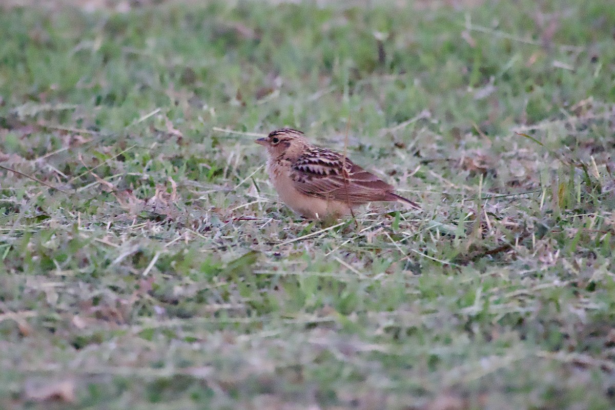 Oriental Skylark - ML644991131