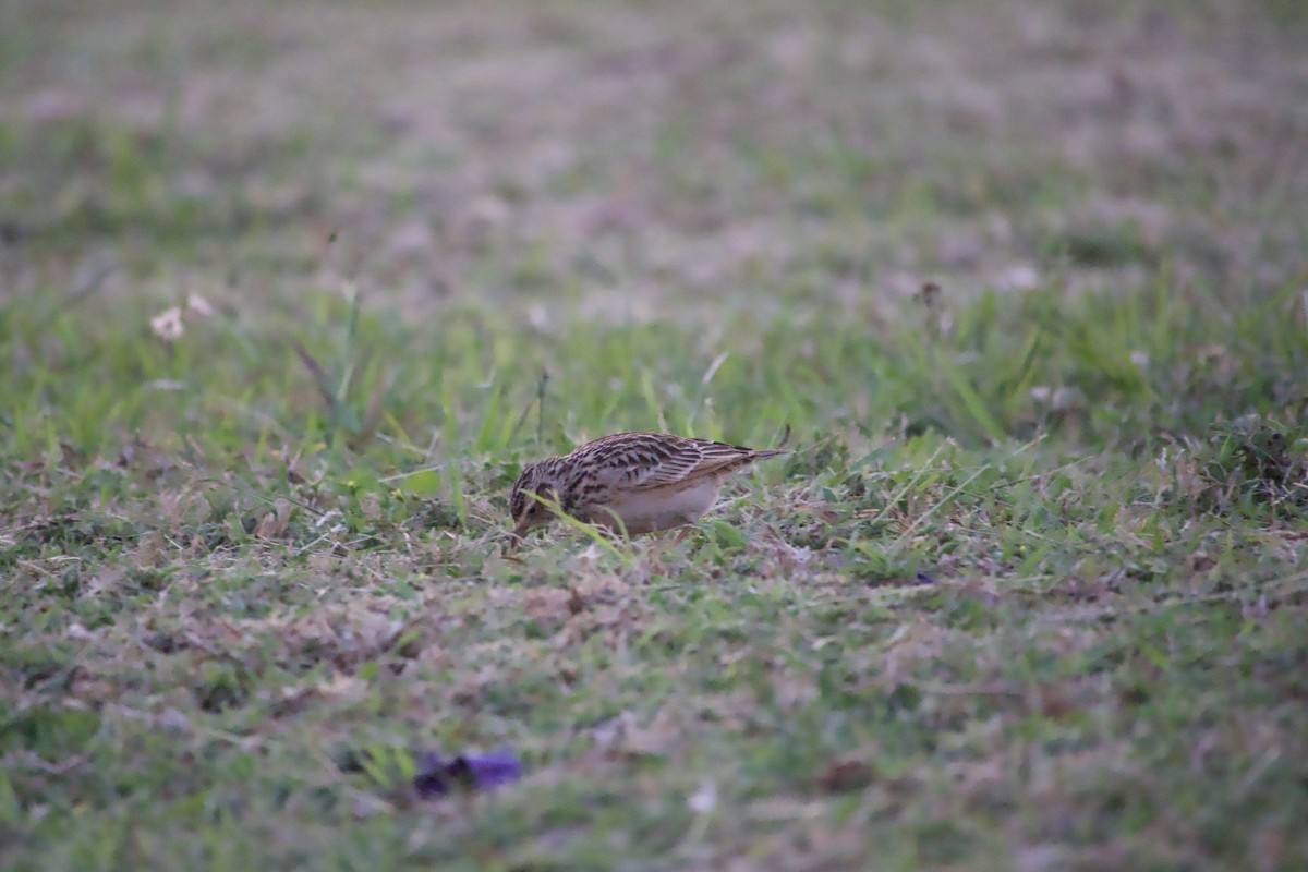 Oriental Skylark - ML644991132