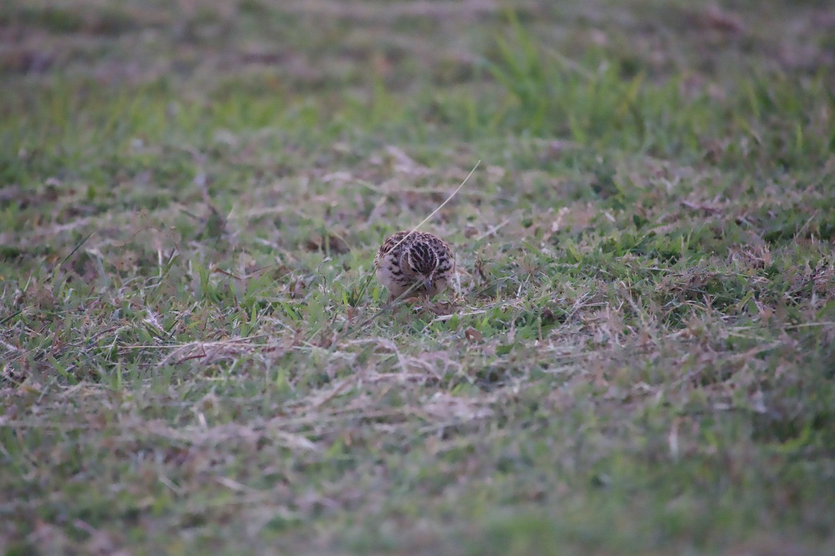 Oriental Skylark - ML644991133
