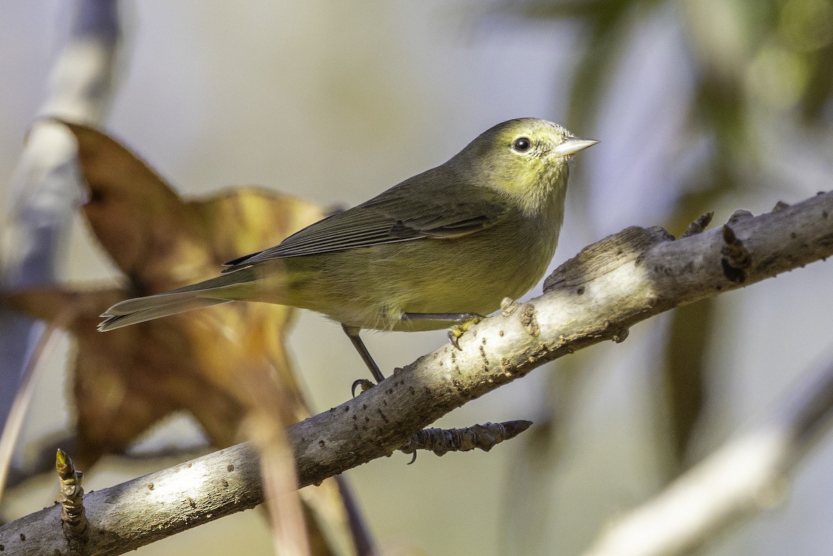 Orange-crowned Warbler - ML644991135