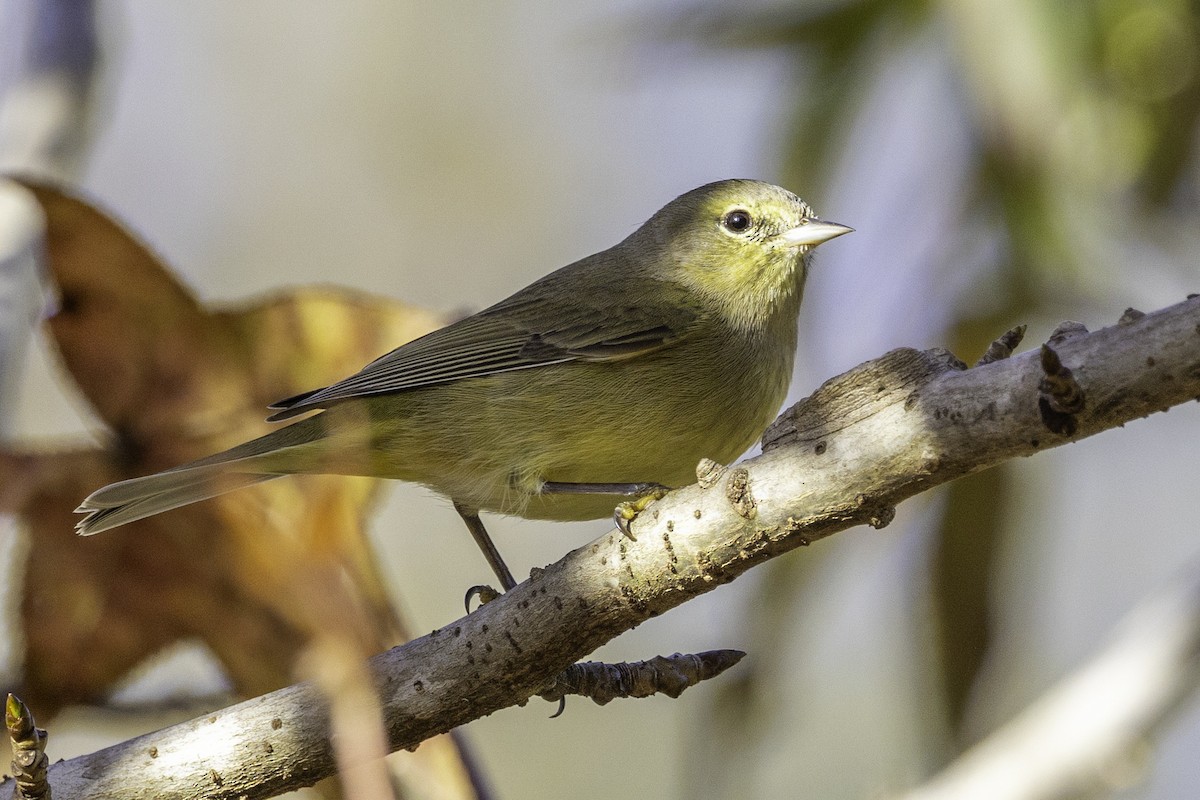 Orange-crowned Warbler - ML644991138