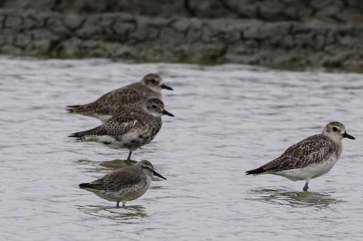 Great Knot - ML644991139