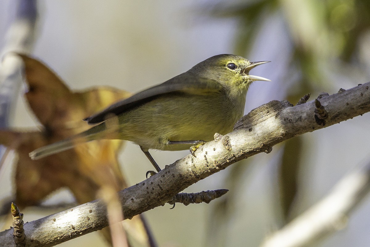 Orange-crowned Warbler - ML644991140
