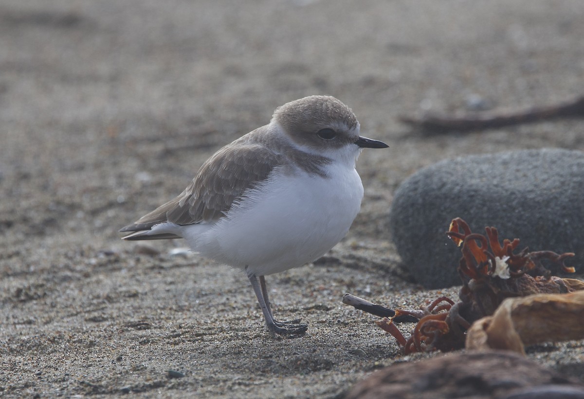 Snowy Plover - ML644991141