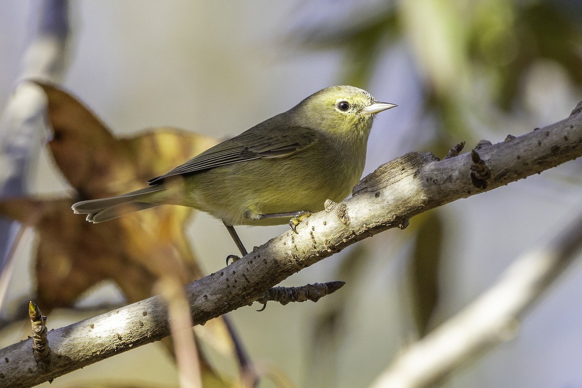 Orange-crowned Warbler - ML644991142