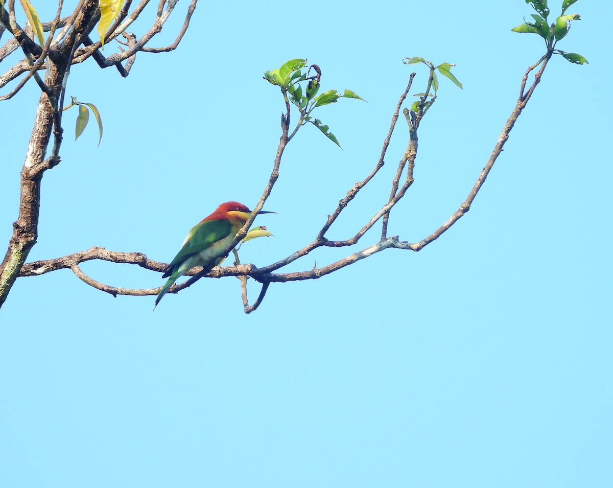 Chestnut-headed Bee-eater - ML644991143
