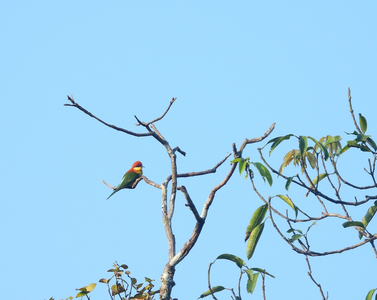Chestnut-headed Bee-eater - ML644991144