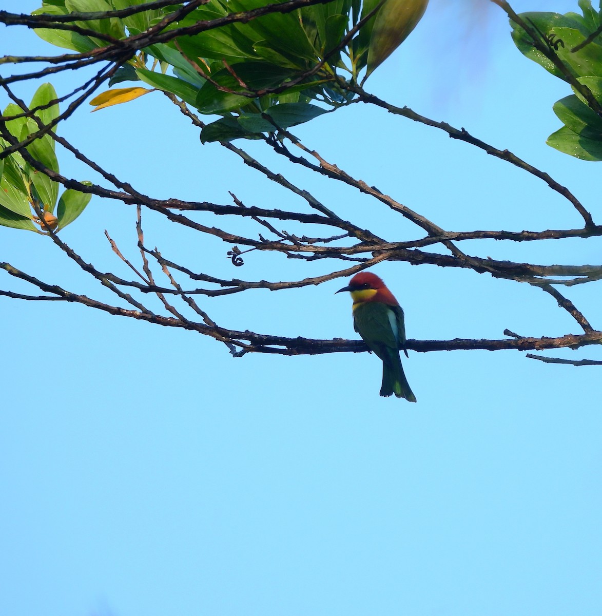 Chestnut-headed Bee-eater - ML644991145