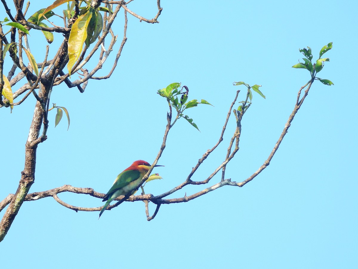 Chestnut-headed Bee-eater - ML644991146
