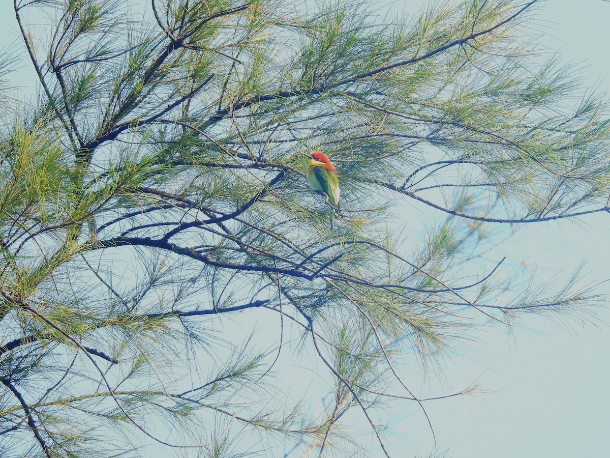 Chestnut-headed Bee-eater - ML644991147
