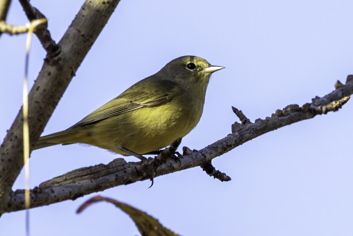 Orange-crowned Warbler - ML644991148