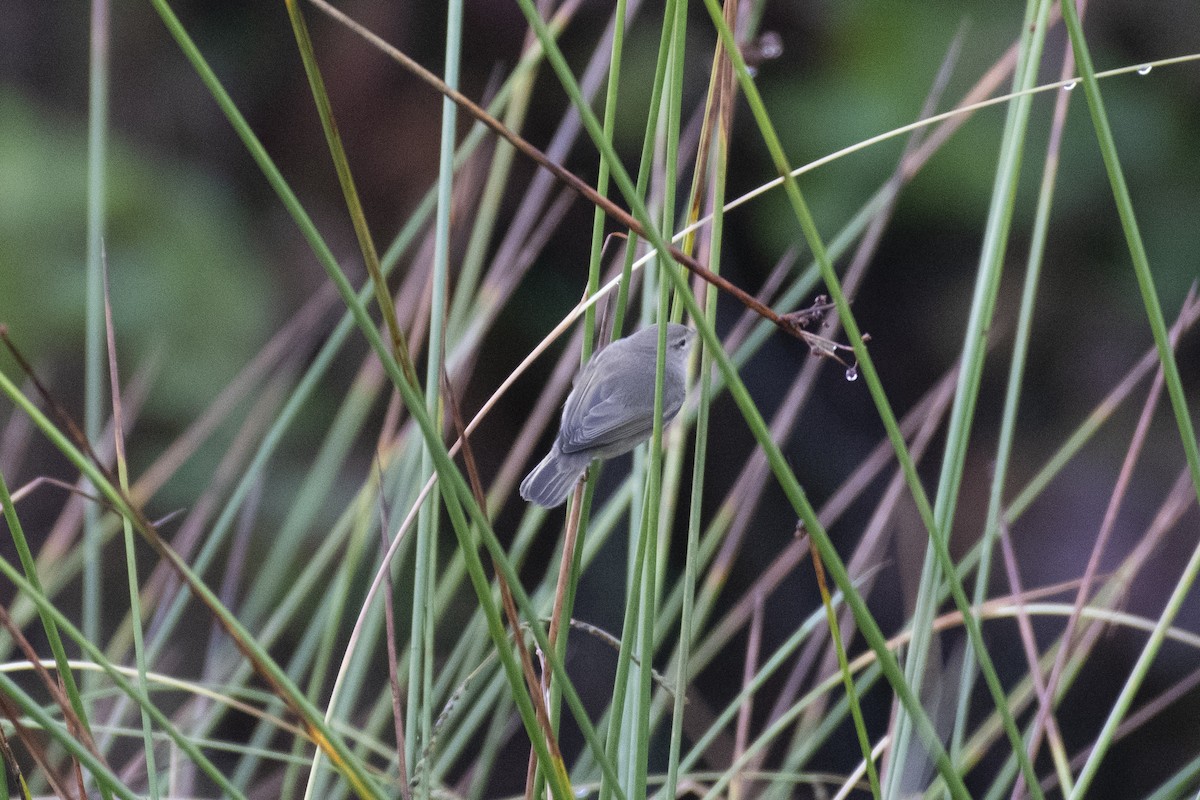 Common Chiffchaff (Siberian) - ML644991150
