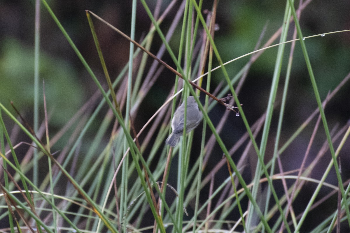 Common Chiffchaff (Siberian) - ML644991151