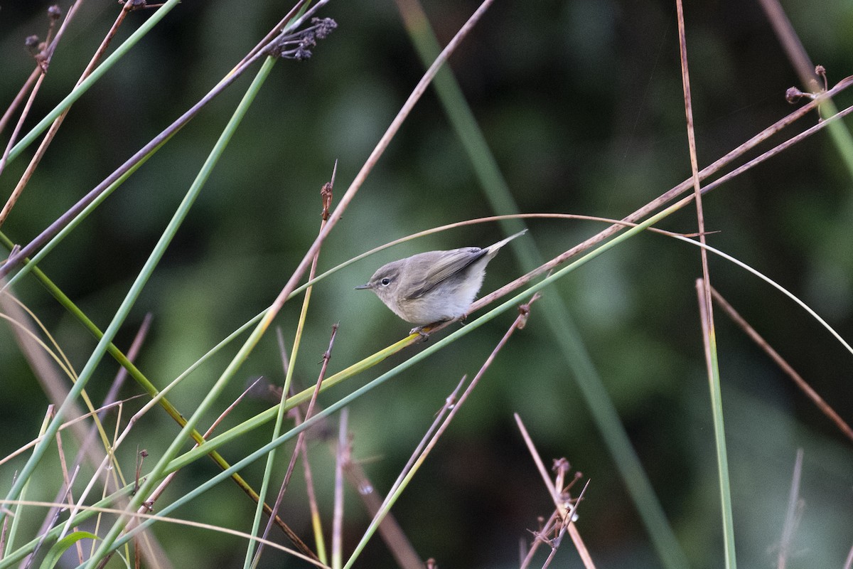 Common Chiffchaff (Siberian) - ML644991152