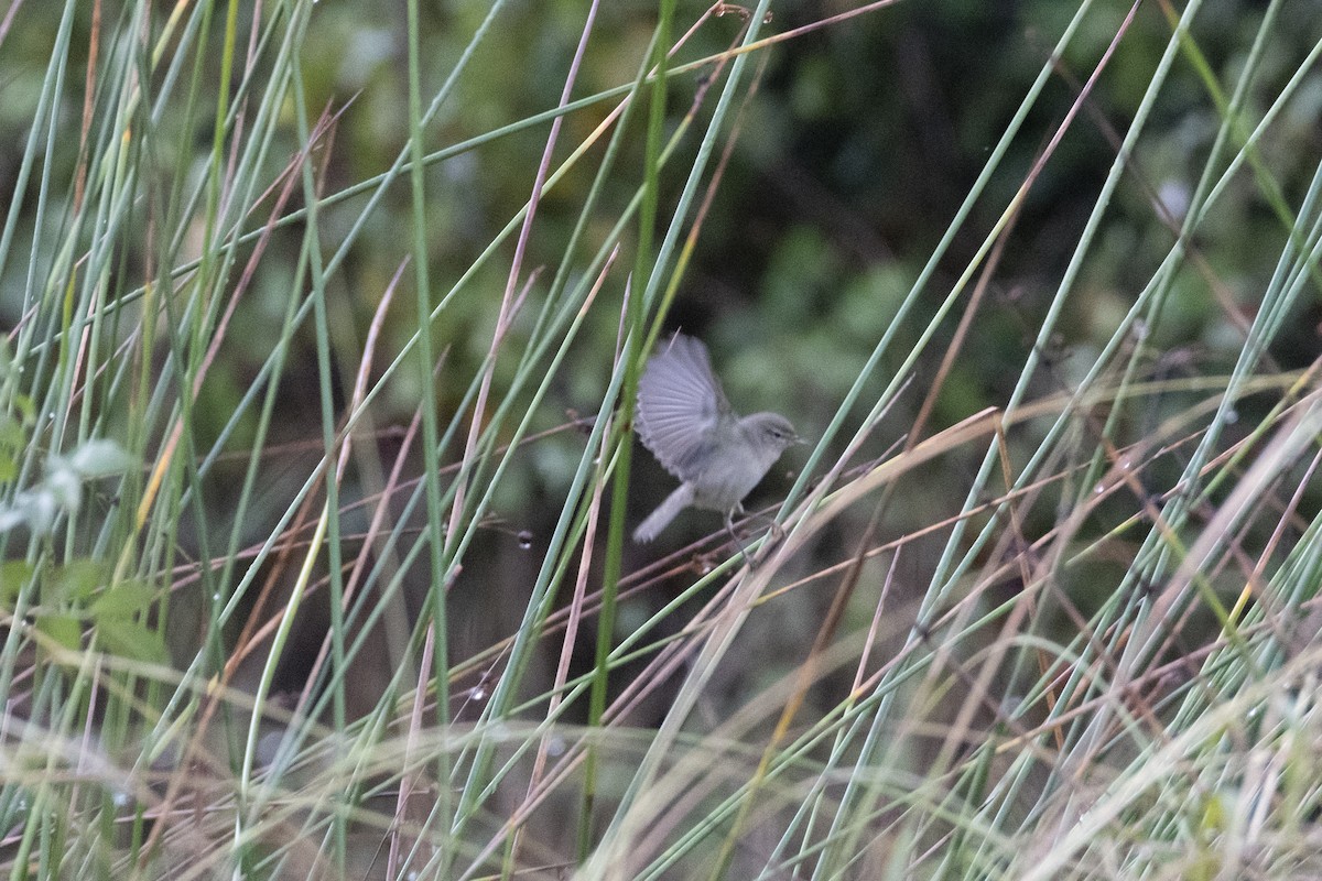 Common Chiffchaff (Siberian) - ML644991153