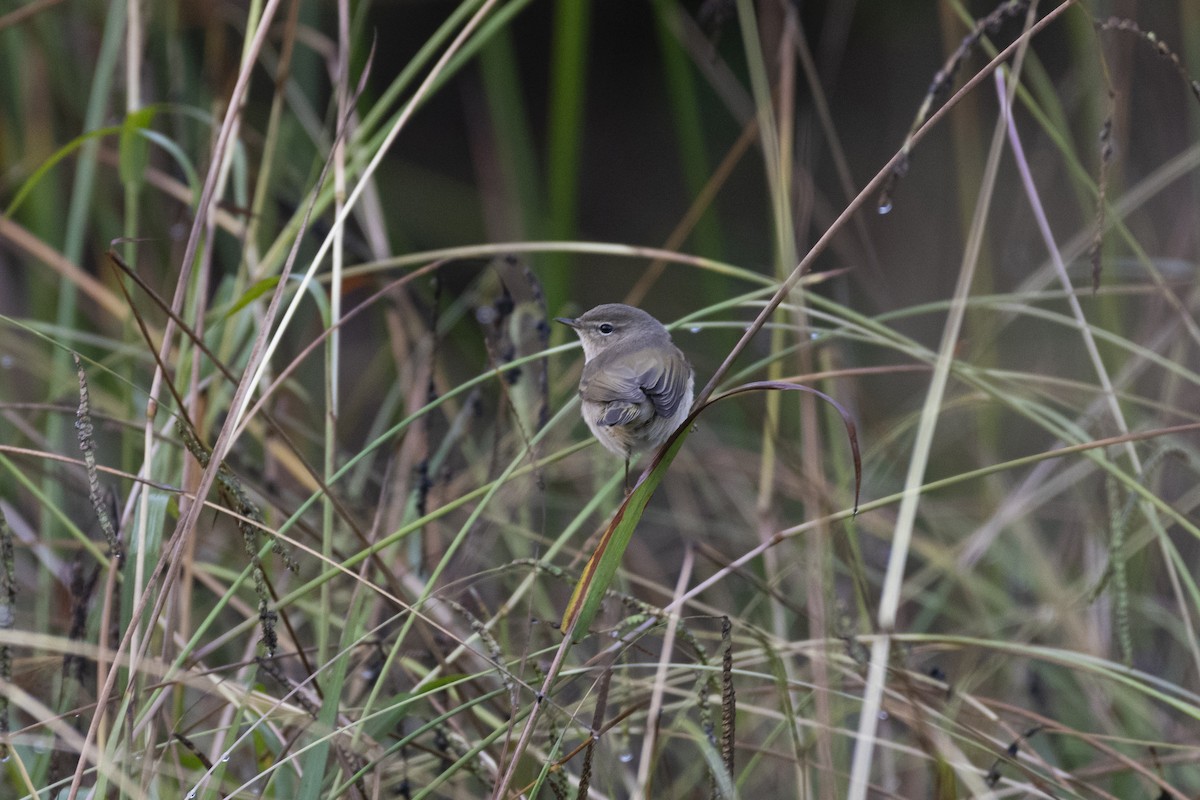 Common Chiffchaff (Siberian) - ML644991154