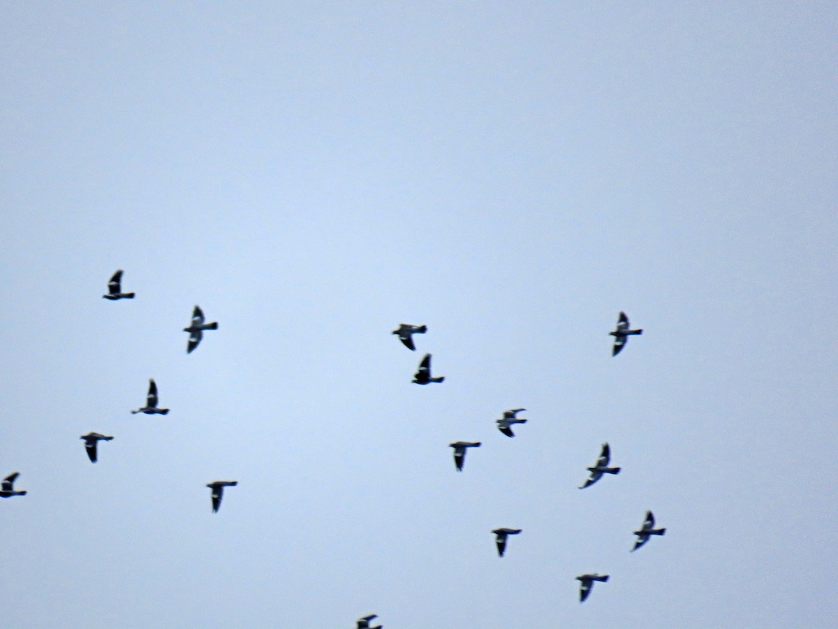 Common Wood-Pigeon - ML644991155