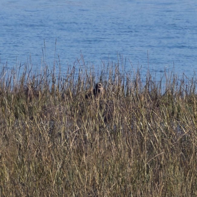 Short-eared Owl - ML644991159