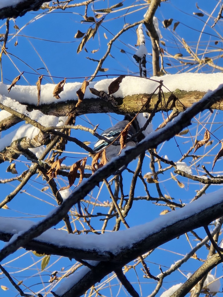 Blue Jay - ML644991160