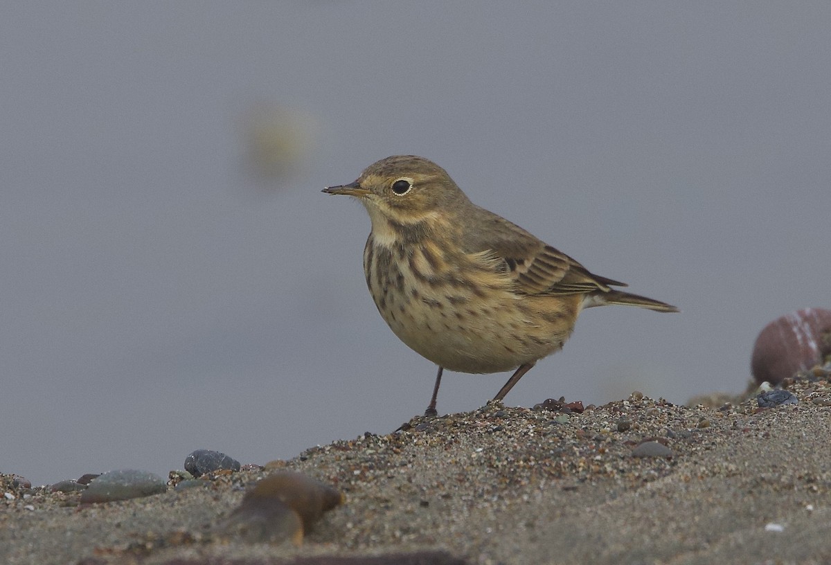 American Pipit - ML644991178