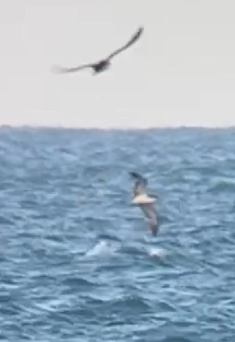 Balearic Shearwater - ML644991182