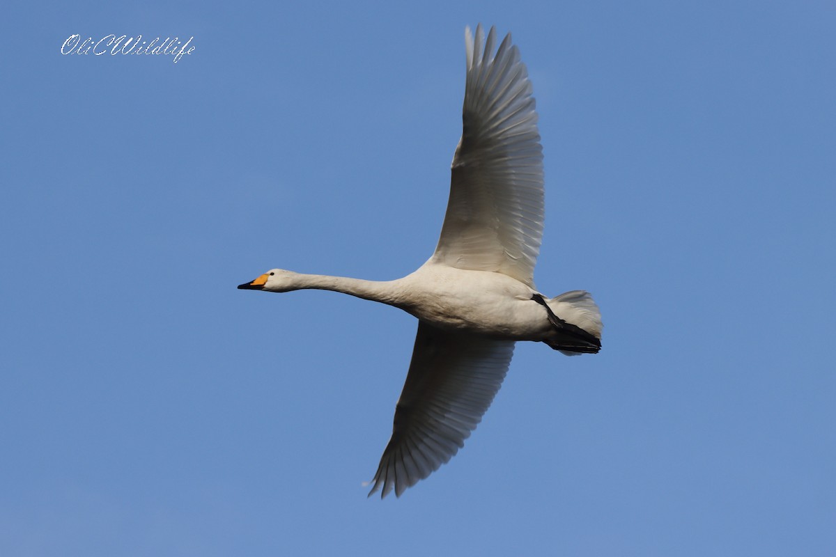 Whooper Swan - ML644991187