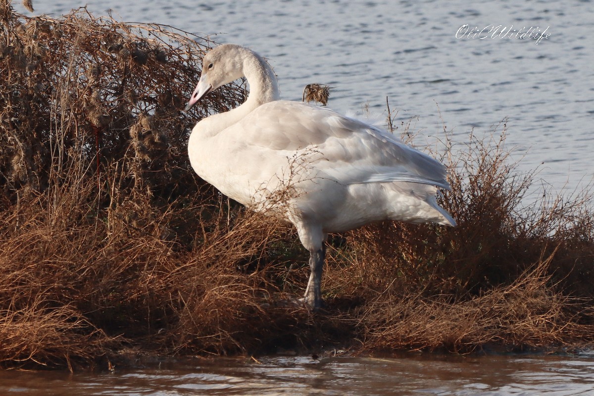 Whooper Swan - ML644991188