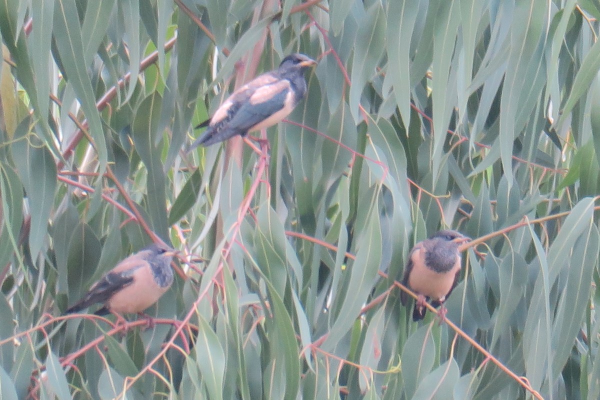 Rosy Starling - ML644991207