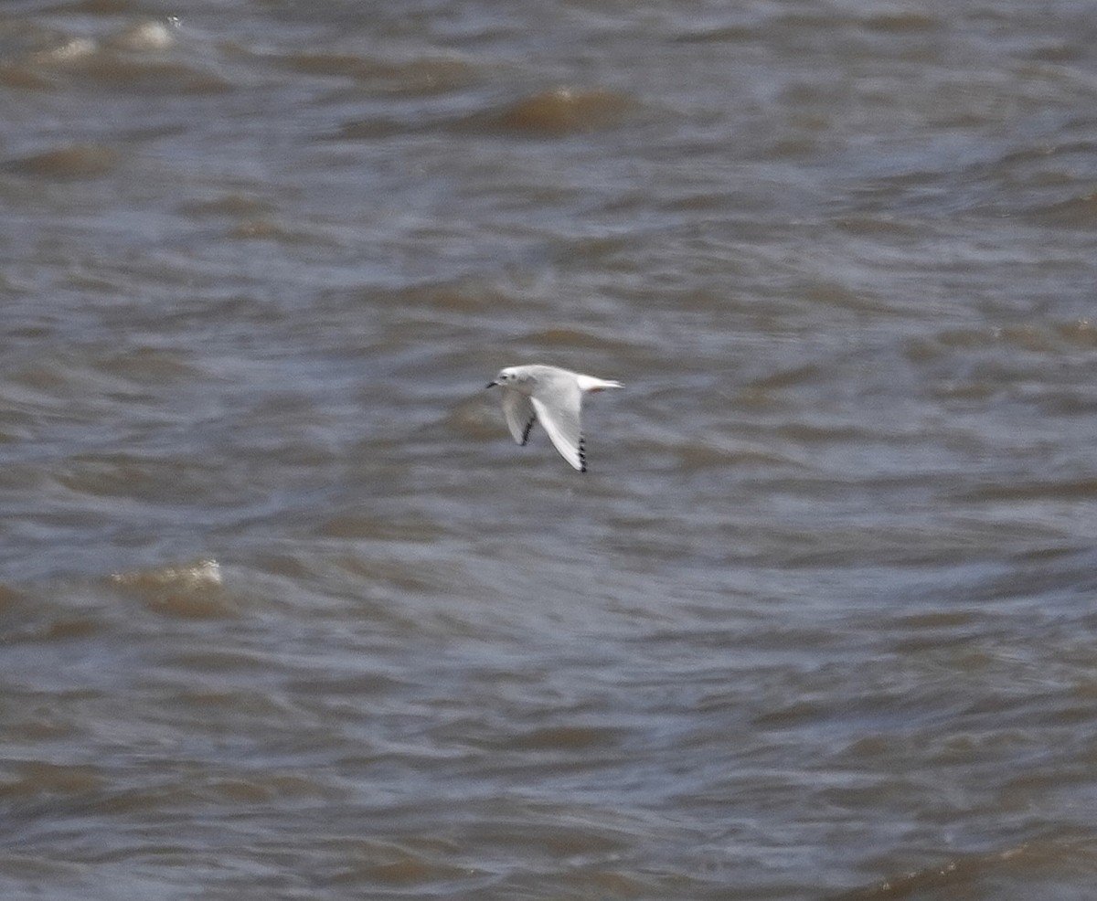 Bonaparte's Gull - ML644991233