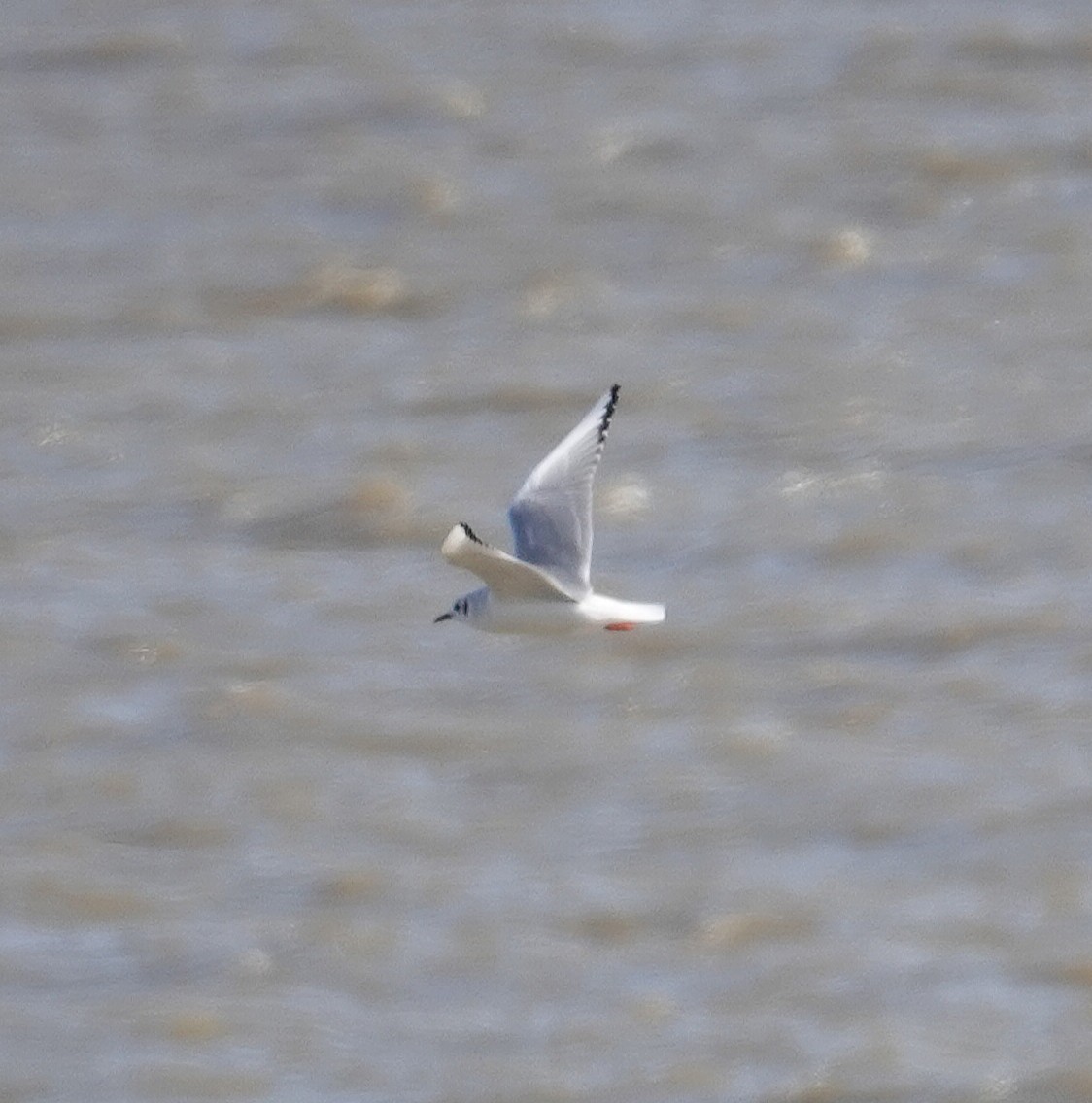 Bonaparte's Gull - ML644991234