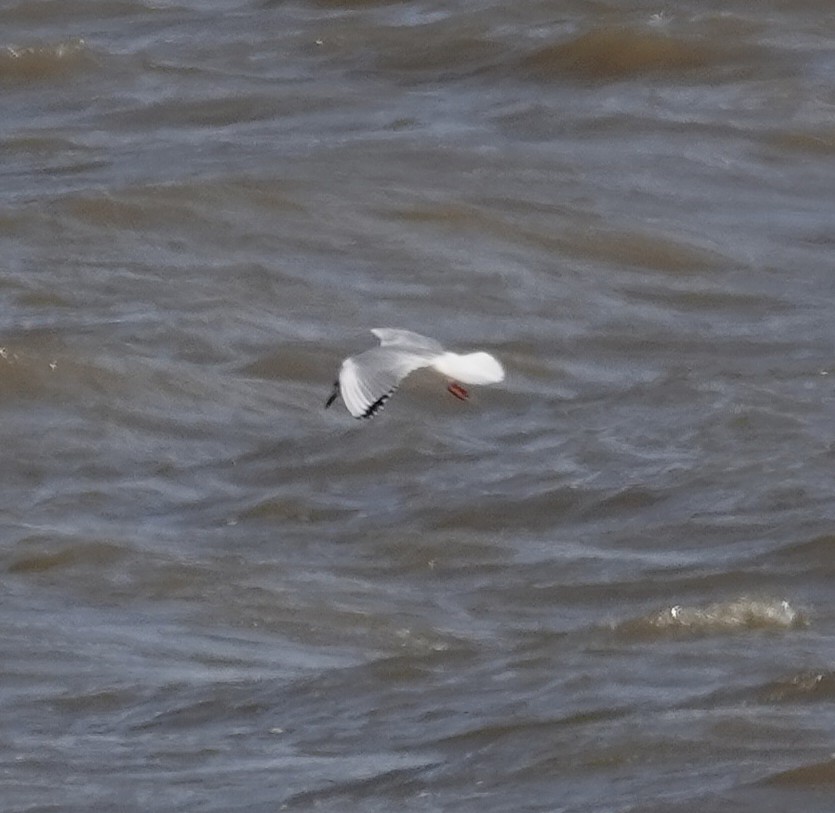 Bonaparte's Gull - ML644991235