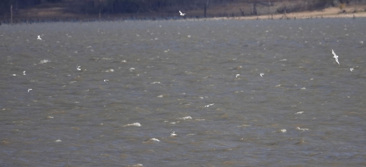 Bonaparte's Gull - ML644991236