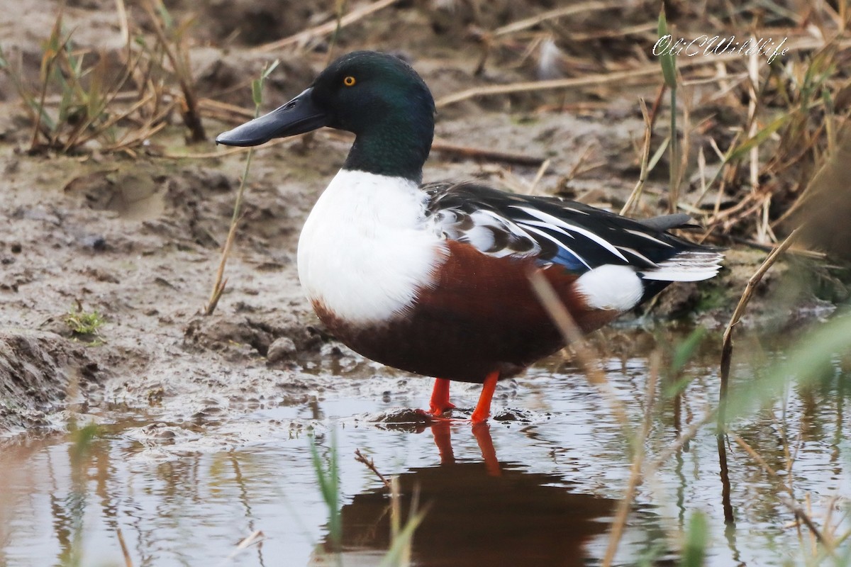 Northern Shoveler - ML644991254