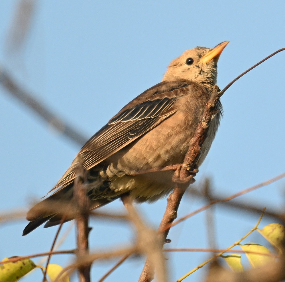 Rosy Starling - ML644991255