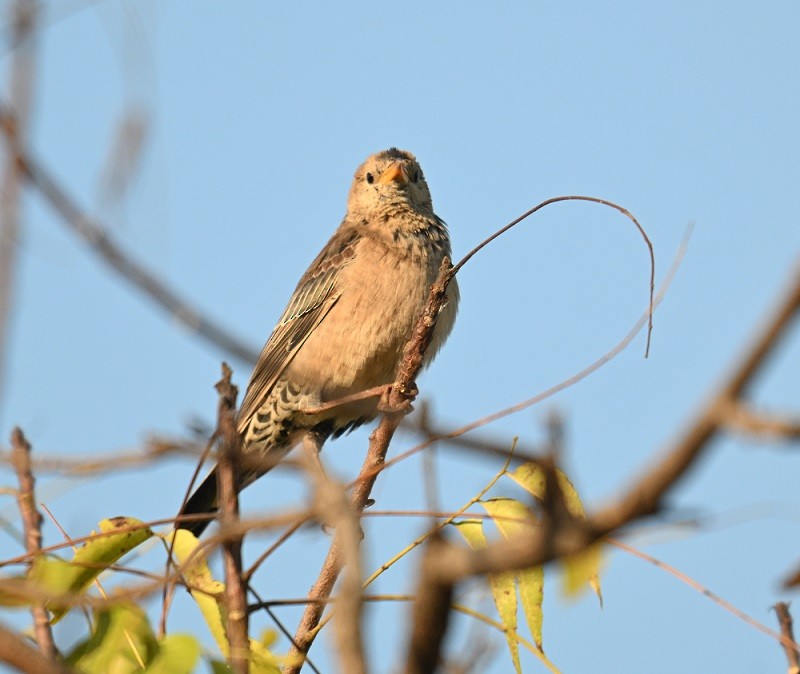 Rosy Starling - ML644991256